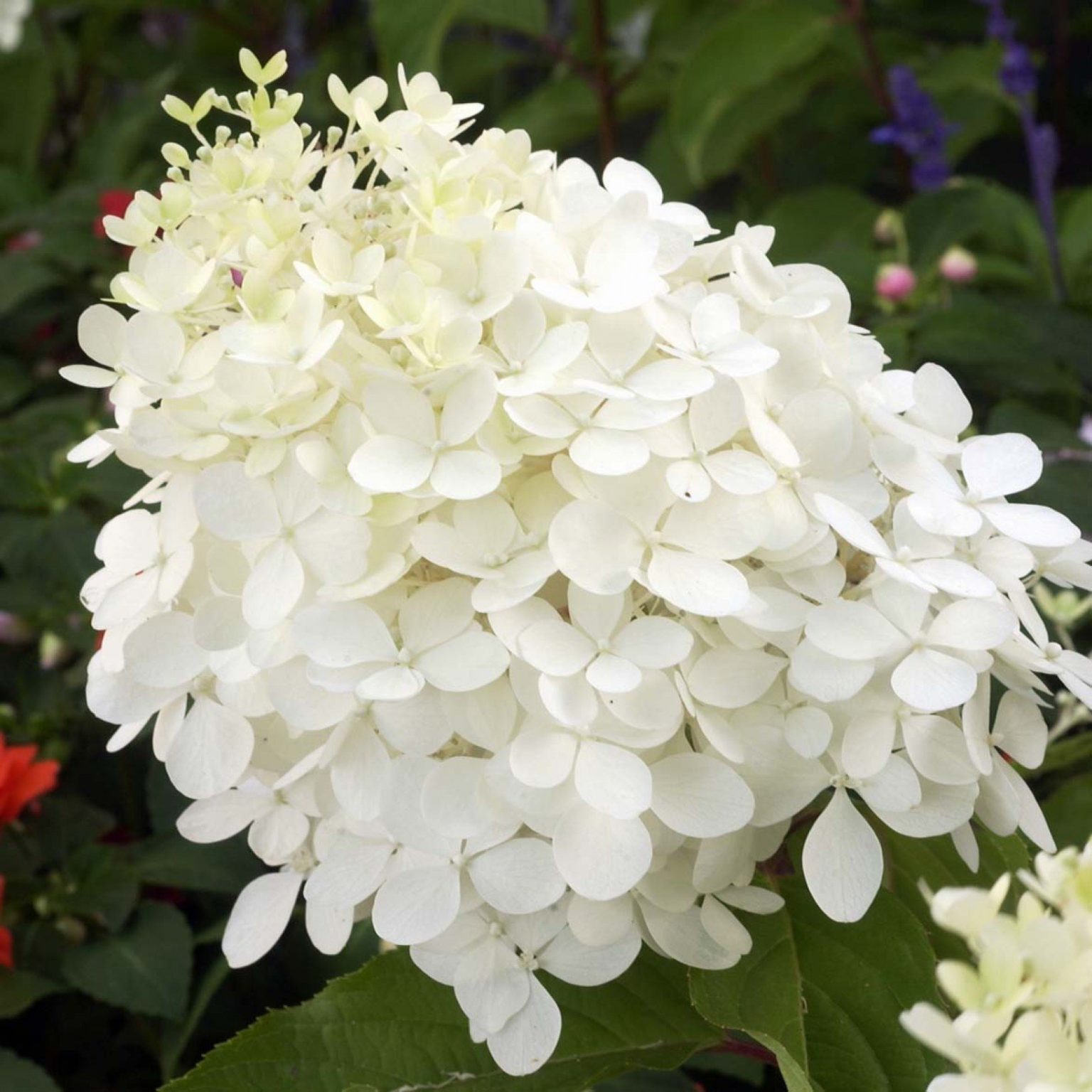 Hydrangea Paniculata Phantom Le Jardin Du Prahor