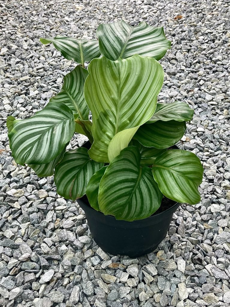 Calathea Orbifolia Plante D Int Rieur Le Jardin Du Prahor