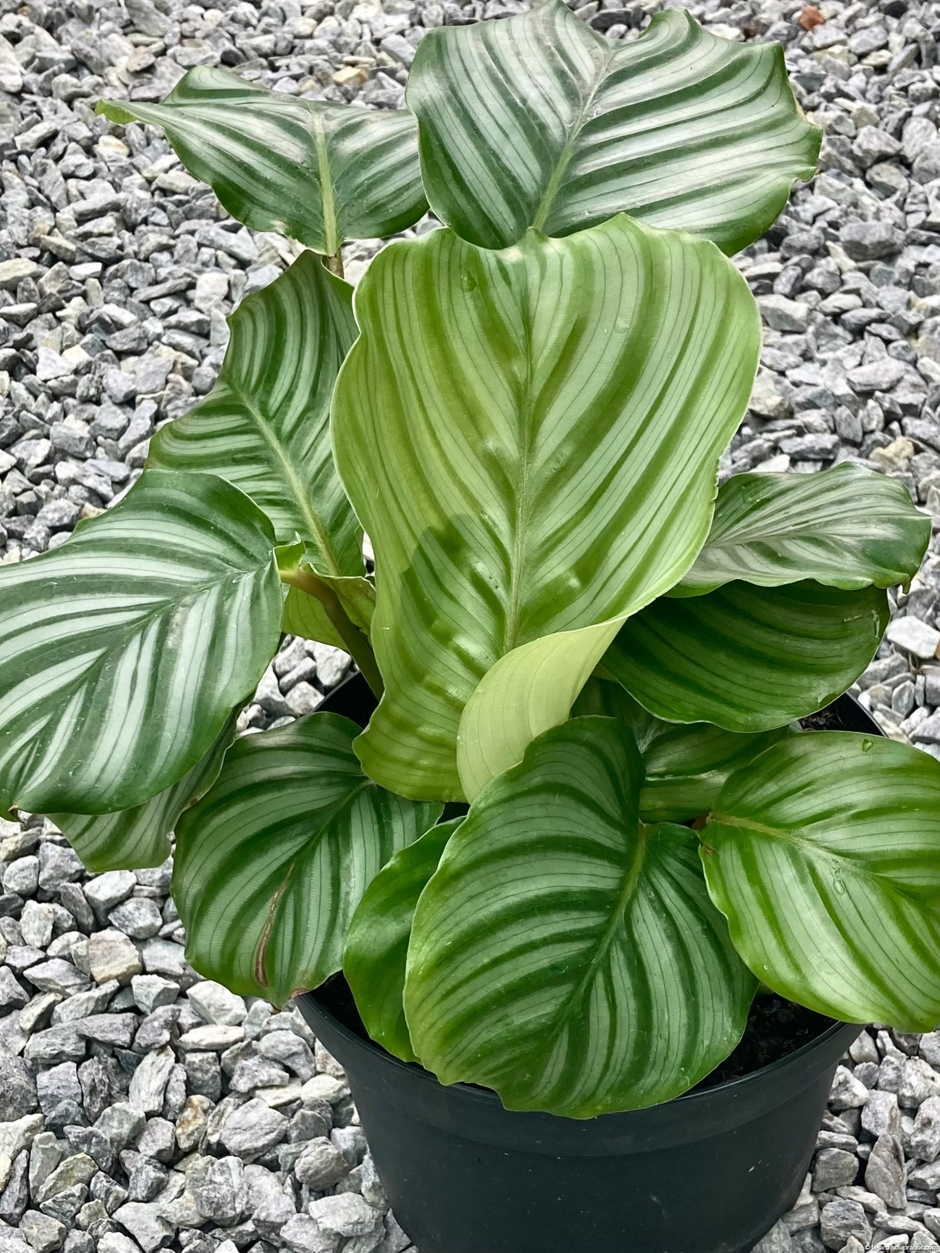 Calathea Orbifolia Plante D Int Rieur Le Jardin Du Prahor