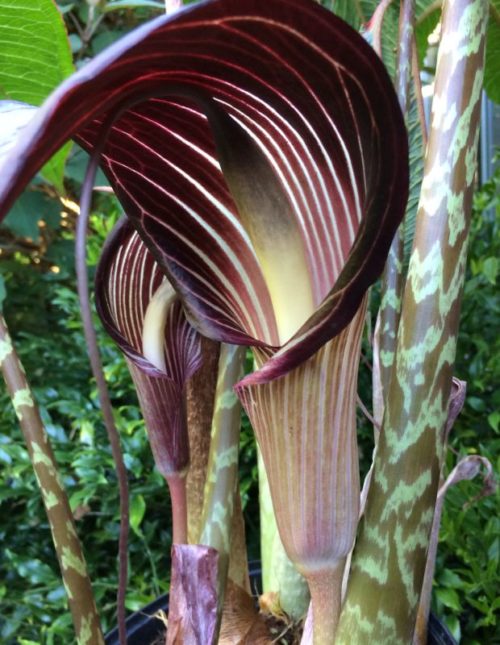 Arisaema Speciosum Le Jardin Du Prahor