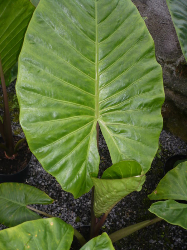 alocasia. gigantea