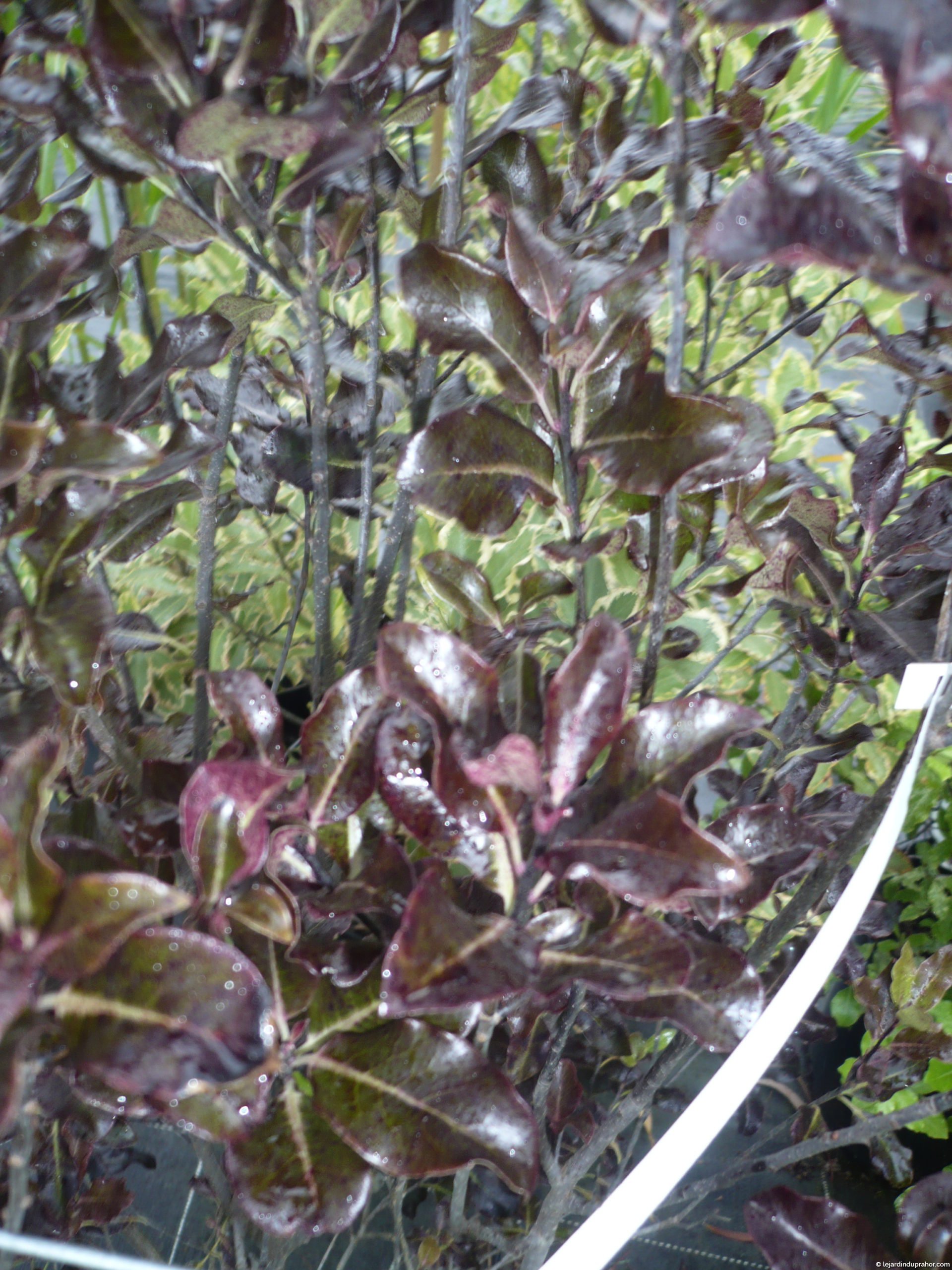 Pittosporum Tenuifolium Purpureum Le Jardin Du Prahor