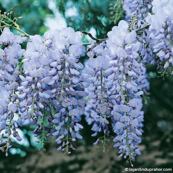 Glycine Sinensis Bleue - Le Jardin du Prahor