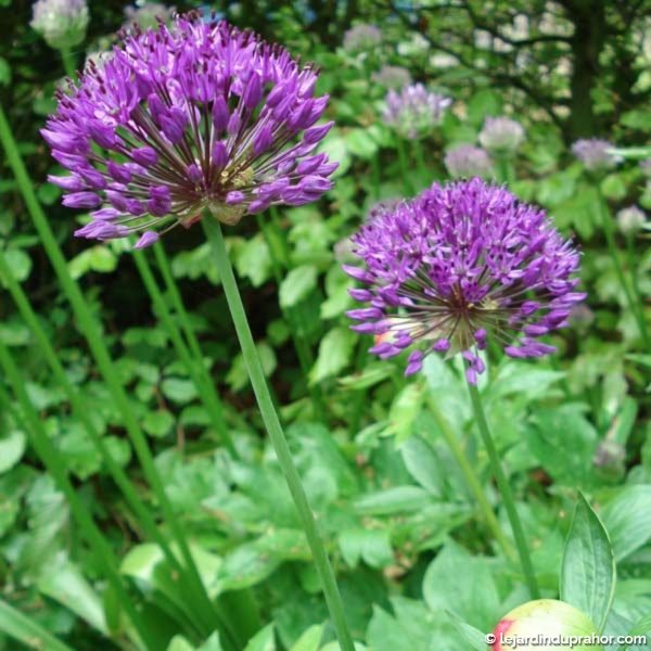 Allium-Aflatuense-Purple-Sensation-51525-2