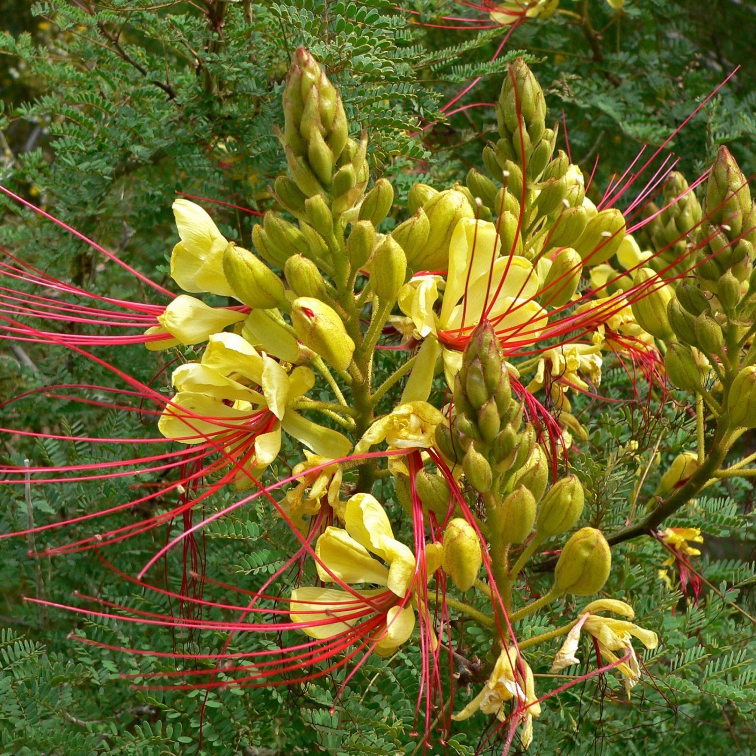 Casalpina Gillesii - Le Jardin du Prahor