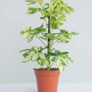 Plante D'intérieur : L'oxalis Triangularis Ou Trèfle Pourpre : la piéce à  Prix Carrefour
