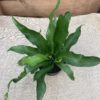 asplenium antigon