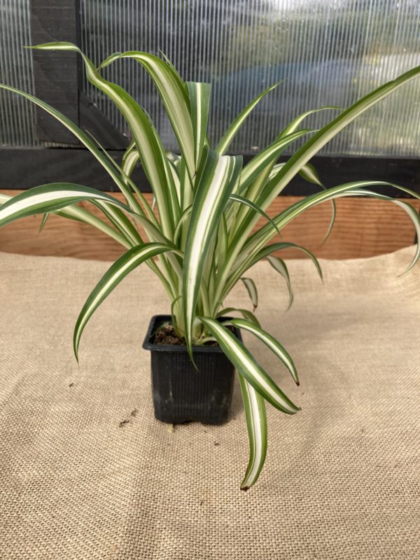 Chlorophytum Comosum