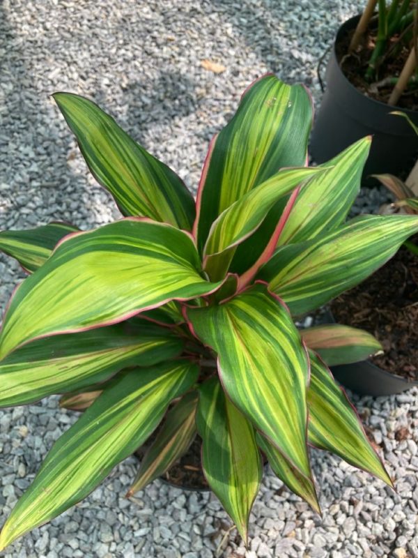 Cordyline Kiwii