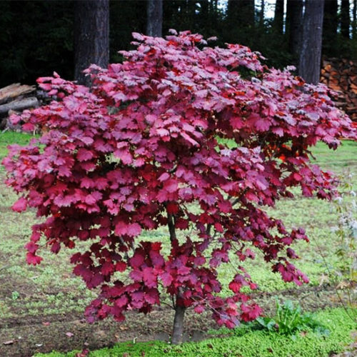 Acer Japonicum Ruby - Le Jardin du Prahor