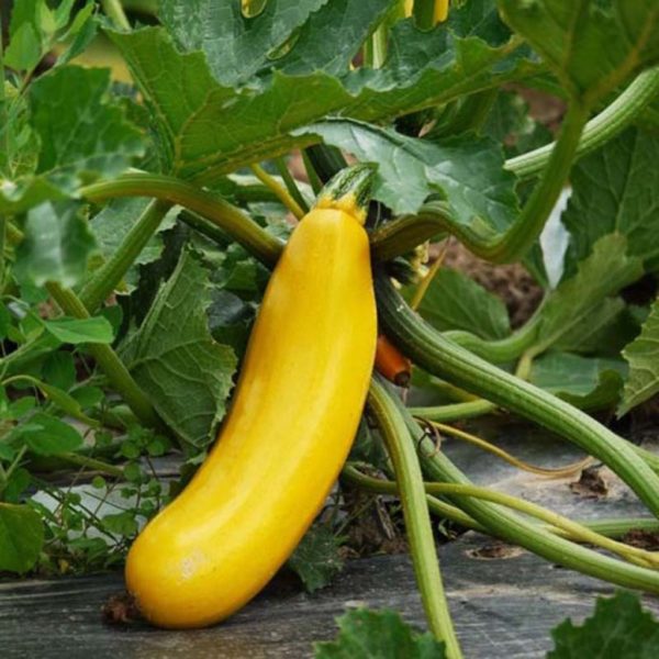 courgette gold rush