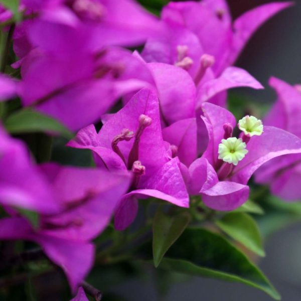 Bougainvillier violet de Mèze