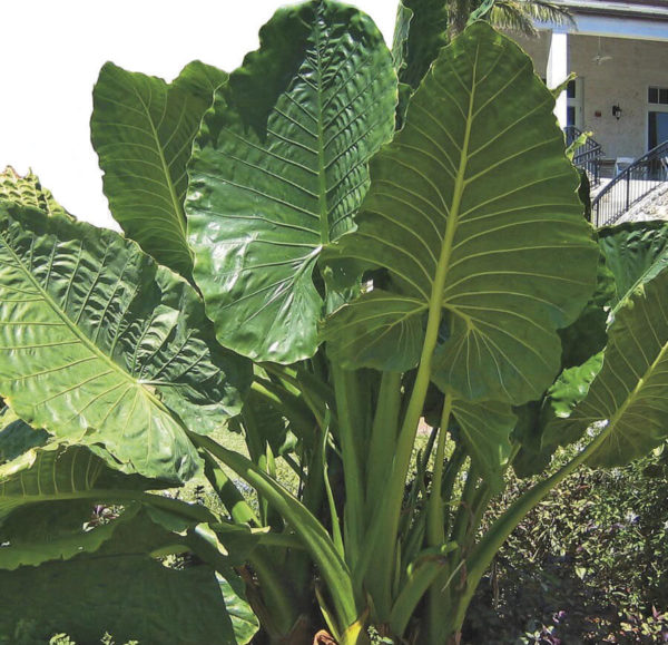 alocasia giant borneo