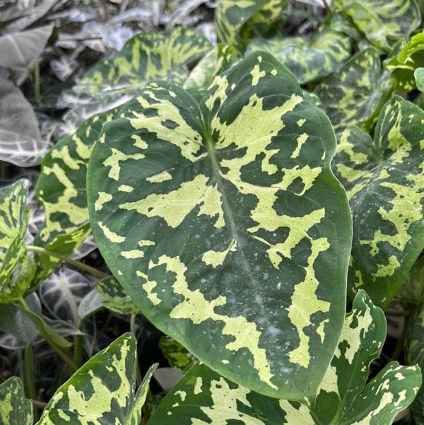 alocasia hilo beauty