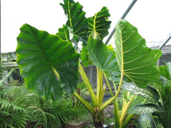 alocasia lutea