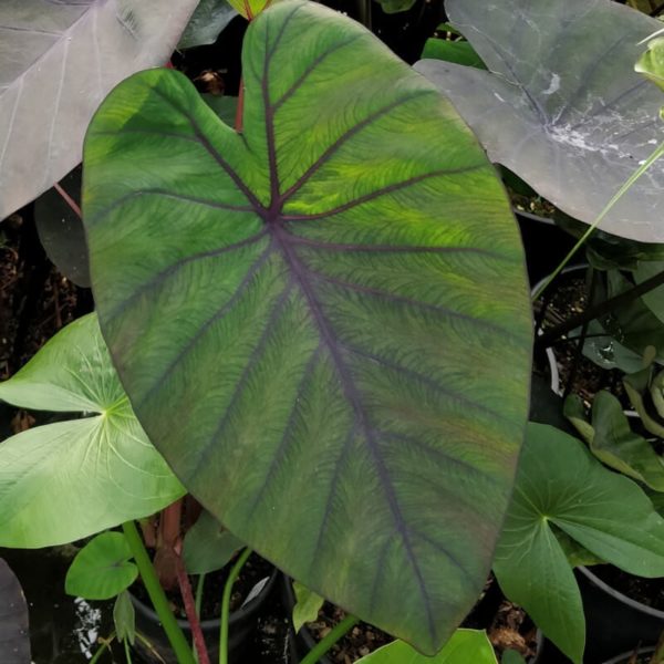 colocasia esculenta madeira