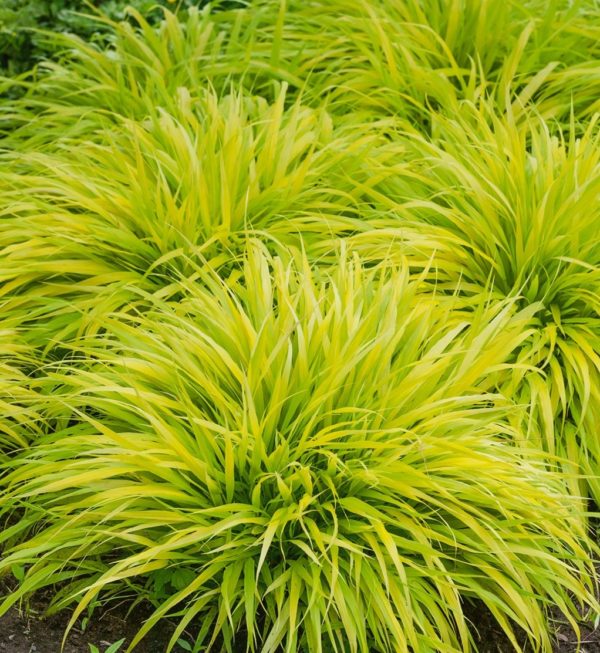 hakonechloa all gold